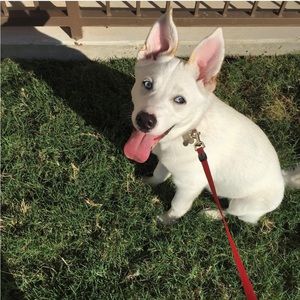 Meet your Posher, Shaniqua